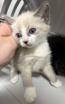 Kc20 -  Siamese Cat for Adoption in Lawrenceville, Georgia - Kc20 | PetCurious