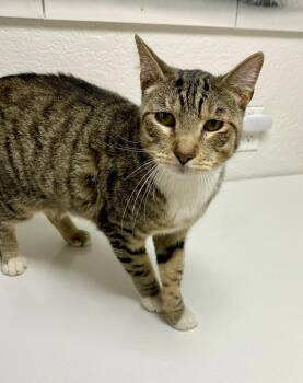 Leo -  Domestic Short Hair Cat for Adoption in Pasco, Washington - Leo | PetCurious