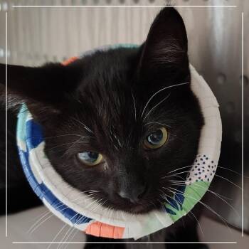 Rainfall -  Domestic Short Hair Cat for Adoption in Dearborn, Michigan - Rainfall | PetCurious