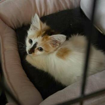 Seraphina -  Domestic Medium Hair Cat for Adoption in Medina, Ohio - Seraphina | PetCurious