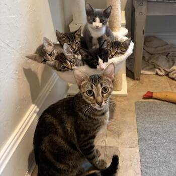 Praline -  Domestic Short Hair Cat for Adoption in Pleasant Hill, California - Praline | PetCurious