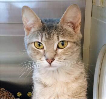 Domestic Short Hair Cats Available for Adoption in Nashville, Tennessee - Patagonia | PetCurious