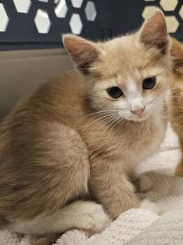 OYSTER -  Domestic Short Hair Cat for Adoption in Clyde, North Carolina - OYSTER | PetCurious