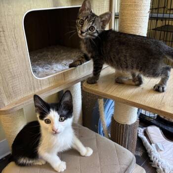 Gemma -  Domestic Short Hair Cat for Adoption in Los Angeles, California - Gemma | PetCurious