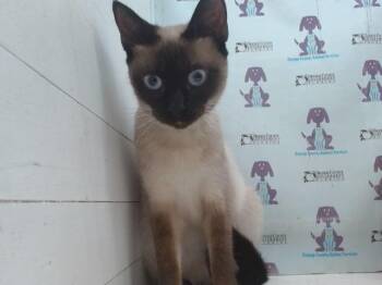 Siamese Cats Available for Adoption in Orlando, Florida - CINNAMON | PetCurious