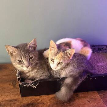 Sherbet -  Domestic Short Hair Cat for Adoption in Candler, North Carolina - Sherbet | PetCurious