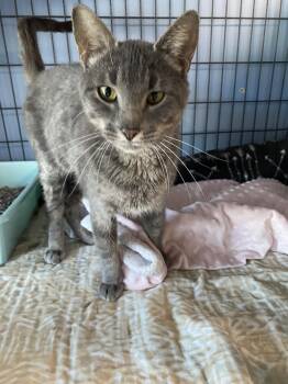 Tabby Cats Available for Adoption - Valentine | PetCurious