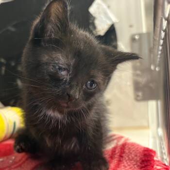 Rescue Domestic Short Hair Cats for Adoption in San Pablo, California - Blossom_CCCAS | PetCurious