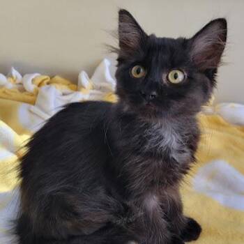 Slate -  Domestic Medium Hair Cat for Adoption in Grand Island, Nebraska - Slate | PetCurious