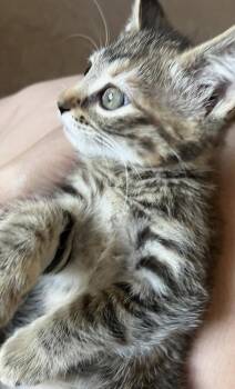 Mary -  Domestic Medium Hair Cat Available for Adoption in Ventura, California - Mary | PetCurious