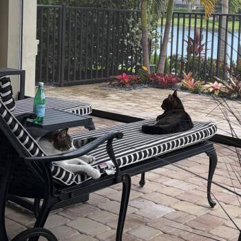 Dip -  Domestic Short Hair Cat for Adoption - Dip | PetCurious