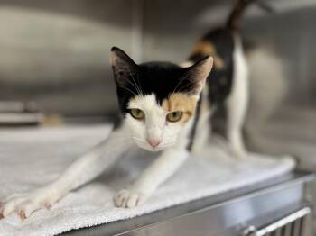 Firefly -  Domestic Short Hair Cat for Adoption in Hilton Head Island, South Carolina - Firefly | PetCurious