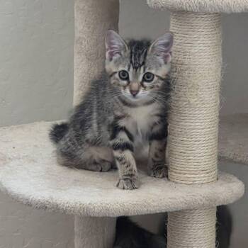 Eowyn -  Domestic Short Hair Cat for Adoption in San Tan Valley, Arizona - Eowyn | PetCurious