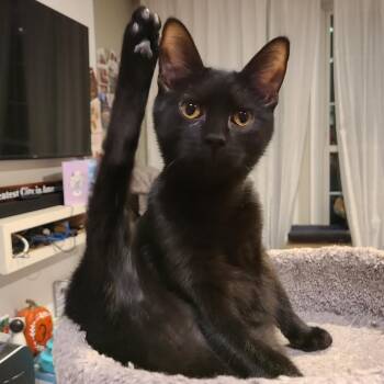Chili -  Domestic Short Hair Cat for Adoption in Reisterstown, Maryland - Chili | PetCurious