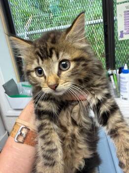 Miss Sprout -  Domestic Medium Hair Cat for Adoption in Pomona, New York - Miss Sprout | PetCurious