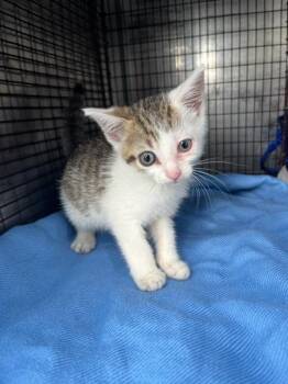 Rescue Domestic Short Hair Cats for Adoption in Doral, Florida - LAZULI | PetCurious