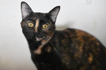 Zelda -  Domestic Short Hair Cat Available for Adoption in Saint James City, Florida - Zelda | PetCurious