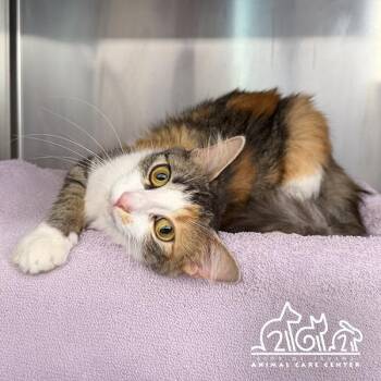 FIFI -  Domestic Short Hair Cat for Adoption in Irvine, California - FIFI | PetCurious