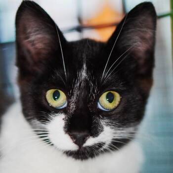 Eclair -  Domestic Short Hair Cat for Adoption in Los Angeles, California - Eclair | PetCurious