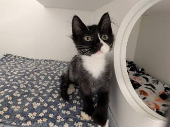POLLY -  Domestic Short Hair Cat for Adoption in Kent, Washington - POLLY | PetCurious