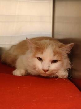 Domestic Long Hair Cats Available for Adoption - CHEEZ IT | PetCurious