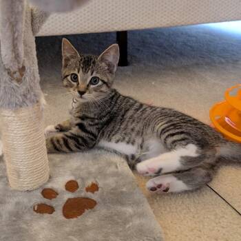 Leo2 -  Domestic Short Hair Cat for Adoption in Aldie, Virginia - Leo2 | PetCurious