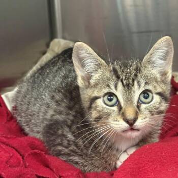 Mikael -  Domestic Short Hair Cat for Adoption in East Hanover, New Jersey - Mikael | PetCurious