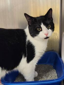 Domestic Short Hair Cats Available for Adoption - Fox | PetCurious