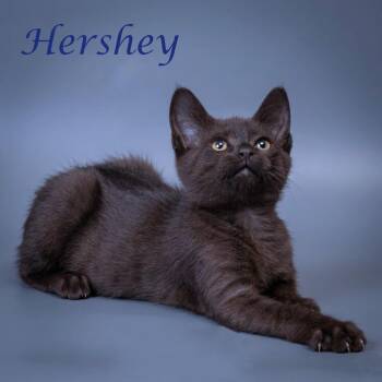 Hershey C26-183 -  Domestic Short Hair Cat for Adoption in Lebanon, Tennessee - Hershey C26-183 | PetCurious