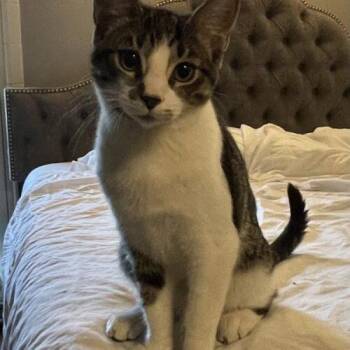 Fudge Brownie -  Domestic Short Hair Cat for Adoption in Tampa, Florida - Fudge Brownie | PetCurious