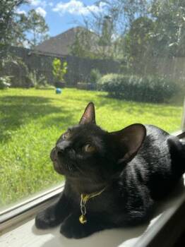 Rescue Bombay and Domestic Short Hair Cats for Adoption in Liverpool, Texas - Pippo | PetCurious