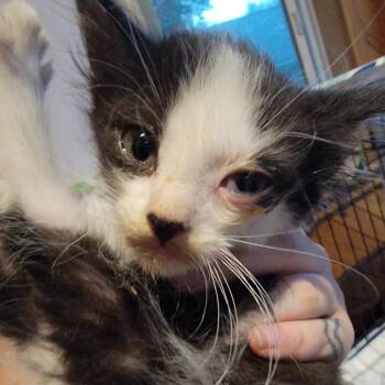 Zita -  Domestic Short Hair Cat for Adoption in Buffalo, Wyoming - Zita | PetCurious