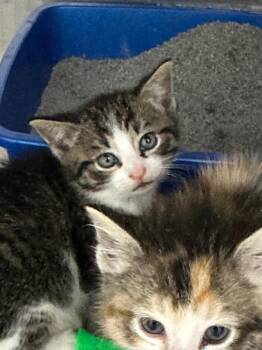 Arthur -  Domestic Short Hair Cat for Adoption in Lake City, Arkansas - Arthur | PetCurious
