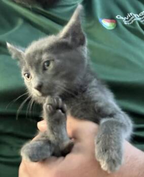 Domestic Short Hair Cats Available for Adoption in Lawrenceville, Georgia - Nf1 | PetCurious