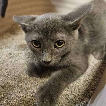 Pecan -  Domestic Short Hair Cat for Adoption in Grantsville, Utah - Pecan | PetCurious