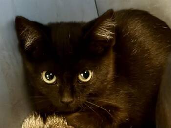 MOONDANCE -  Domestic Short Hair Cat for Adoption in Martinez, California - MOONDANCE | PetCurious