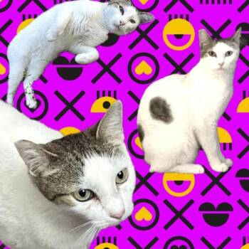 Rescue Domestic Short Hair Cats for Adoption in Sunrise, Florida - Tinker | PetCurious