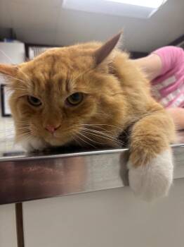 Peppo -  Domestic Long Hair Cat for Adoption in Fall River, Massachusetts - Peppo | PetCurious