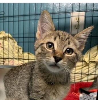 Tabby Cats Available for Adoption in Lafayette, Louisiana - Salt | PetCurious