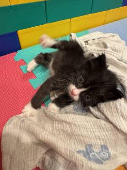 Rescue American Shorthair Cats for Adoption in Huntington Beach, California - Figgy | PetCurious