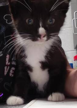 Carly -  Domestic Medium Hair Cat for Adoption in Henderson, North Carolina - Carly | PetCurious