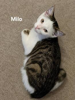 Milo -  Domestic Short Hair Cat for Adoption in Chicopee, Massachusetts - Milo | PetCurious
