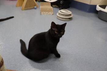 Ninja Tag 605 -  Domestic Short Hair Cat for Adoption in Central Islip, New York - Ninja Tag 605 | PetCurious