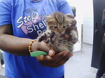 HERMAN -  Domestic Short Hair Cat for Adoption in Charlotte, North Carolina - HERMAN | PetCurious