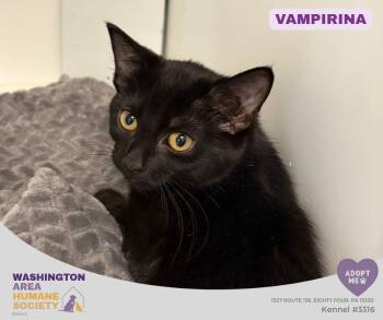 Vampirina -  Domestic Short Hair Cat for Adoption in Eighty Four, Pennsylvania - Vampirina | PetCurious