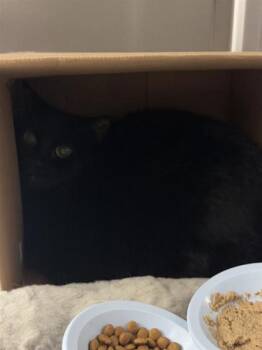 Rescue Domestic Short Hair Cats for Adoption in Montreal, Quebec - Inky | PetCurious