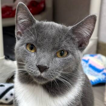 Yoshi -  Domestic Short Hair Cat for Adoption in Naperville, Illinois - Yoshi | PetCurious