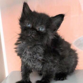 Cotton -  Domestic Short Hair Cat for Adoption in Reno, Nevada - Cotton | PetCurious