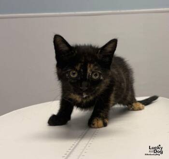 Erica -  Domestic Short Hair and Tortoiseshell Cat for Adoption in Washington, District Of Columbia - Erica | PetCurious