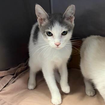 Beans -  Domestic Short Hair Cat for Adoption in Nashville, Tennessee - Beans | PetCurious